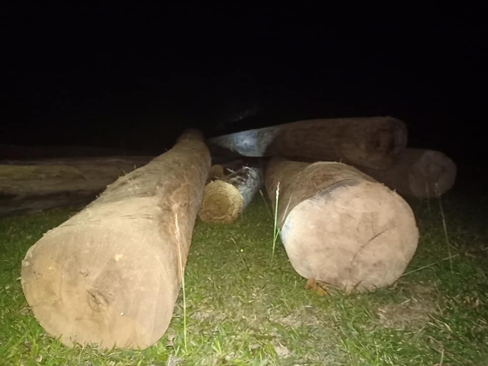 Truy tìm nguồn gốc hàng chục khúc gỗ tập kết tại nghĩa trang - 2 Truy tìm nguồn gốc hàng chục khúc gỗ tập kết tại nghĩa trang - 2
