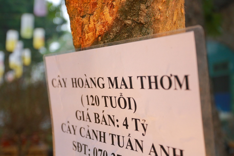 Bất ngờ với cây mai hơn trăm tuổi “giá sốc” 4 tỷ đồng, chờ đại gia chở về - 2 Bất ngờ với cây mai hơn trăm tuổi “giá sốc” 4 tỷ đồng, chờ đại gia chở về - 2