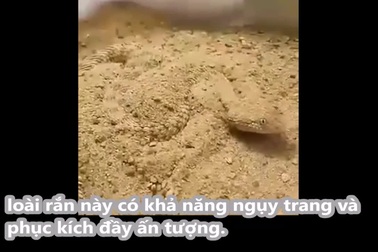 Kinh ngạc trước "nghệ thuật ẩn thân" để săn mồi của rắn cát sa mạc