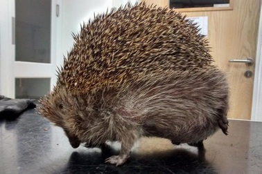 Nhím khổng lồ, phình to gấp đôi cỡ bình thường