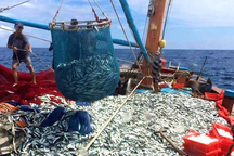 Vươn khơi săn cá ngừ, cá nục, ngư dân thu về hơn 10 tỷ đồng