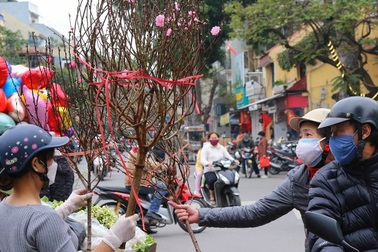 Đào muộn đắt hàng dịp rằm tháng Giêng