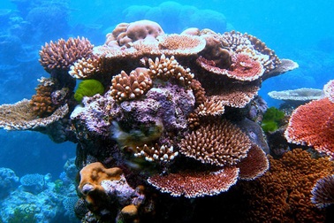 Lần tuyệt chủng hàng loạt đầu tiên do động vật cổ đại