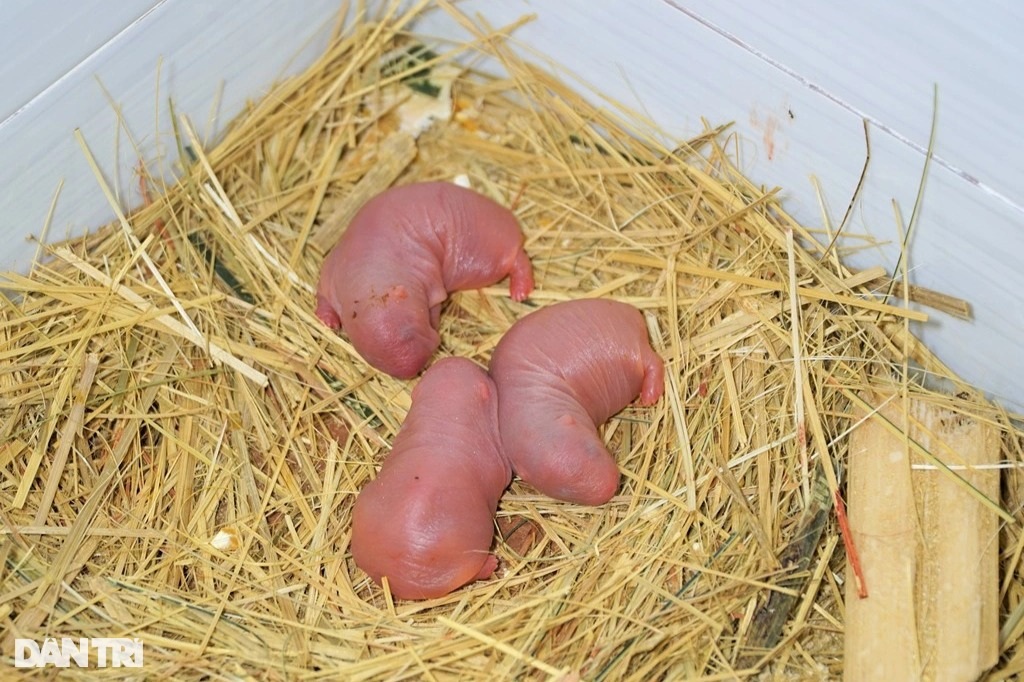 Anh nông dân tiết lộ bí quyết nuôi con ăn ngày ngủ đêm cho thu nhập cao - 4