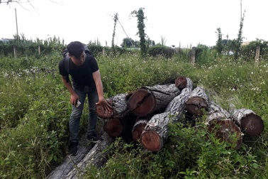 Bí ẩn chiếc xe tải chở gỗ lậu “qua tay” 2 hạt trưởng kiểm lâm tại Gia Lai!