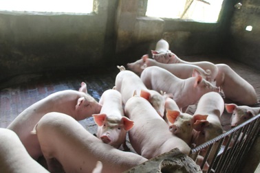 24.000 đồng/kg lợn hơi, người nuôi lỗ khoảng 2 triệu đồng/con