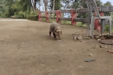 Phát hiện lửng lợn Đông Dương quý hiếm trên núi Bạch Mã