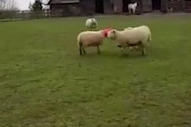 Cừu lén lút ăn vụng và cái kết khiến ai cũng phì cười