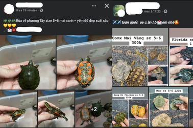 Chợ ảo tấp nập buôn bán rùa cảnh, tiềm ẩn nguy cơ dịch bệnh
