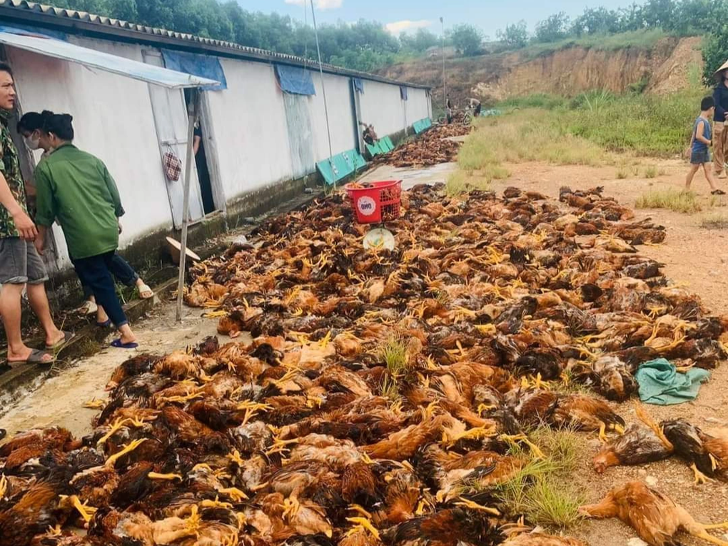 Chập điện giữa nắng nóng, 10.000 con gà lăn ra chết - 1 Chập điện giữa nắng nóng, 10.000 con gà lăn ra chết - 1