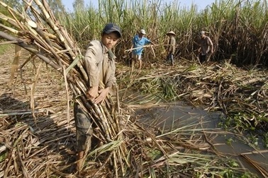 Giá mía, giá đường và đâu là lối thoát cho người nông dân?