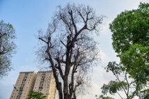 Hàng loạt cây có dấu hiệu chết khô, trụi lá ở Hà Nội