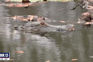 Cá sấu bị dán băng dính quấn chặt quanh miệng suốt 2 tháng