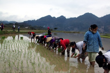 Nô nức hội xuống đồng 2012