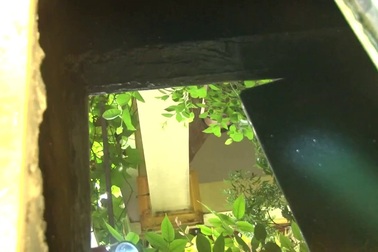 Hướng dẫn phát hiện tiêu diệt bọ gậy