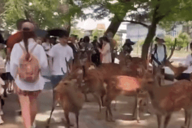 Du khách vô cớ đạp chân, tát vào đầu vào đàn nai khiến nhiều người bức xúc