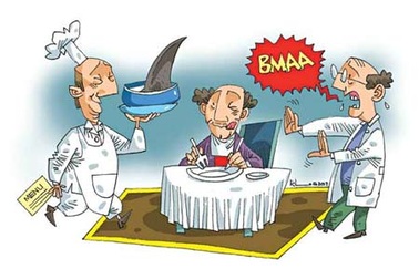 Vi cá mập có độc: cá vui người buồn