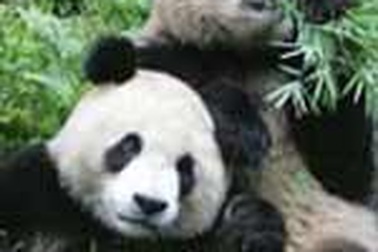 Trung Quốc vạch tiêu chuẩn cho "ngoại giao gấu trúc"