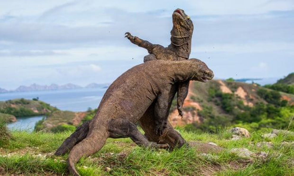 Loài rồng Komodo quý hiếm có nguy cơ tuyệt chủng vì lý do bất ngờ - 2 Loài rồng Komodo quý hiếm có nguy cơ tuyệt chủng vì lý do bất ngờ - 2