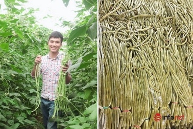 9X chế biến món ăn lạ từ bí đỏ và đậu đũa muối chua, xuất khẩu thu tiền tỷ