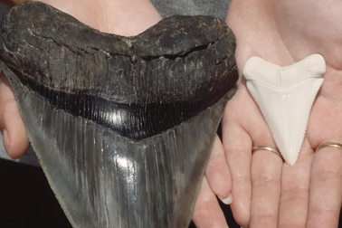 Một phụ nữ tìm thấy chiếc răng cá mập cổ đại 5 triệu năm tuổi