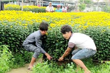 Sinh viên lùi ngày về quê để bưng hoa dịp Tết