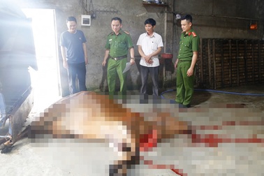 Bắt quả tang chủ lò mổ mua bò đã chết ở vùng dịch về xẻ thịt