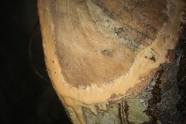 Làng quê xáo trộn vì phát hiện "cây dược liệu quý"