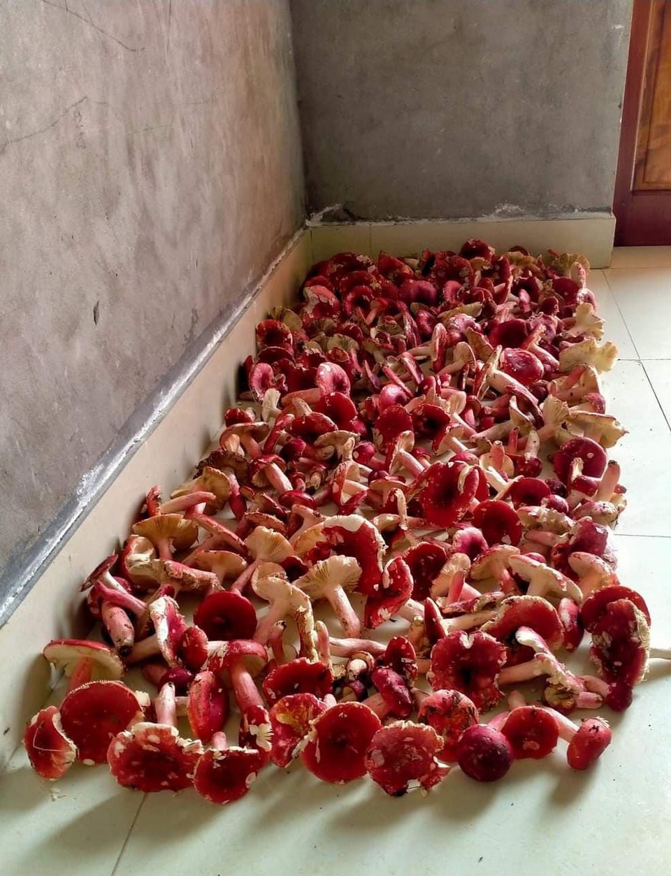 Thương lái khắp nơi đổ về, mắc màn giữa rừng mua bằng được vàng đỏ - 3 Thương lái khắp nơi đổ về, mắc màn giữa rừng mua bằng được vàng đỏ - 3