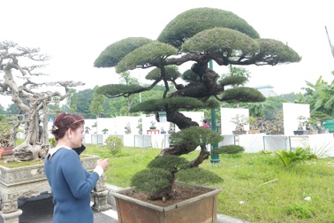 Mê mẩn với cây phi lao dáng mẹ che con, khách mua không muốn rời chân