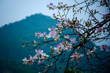 Lên Phố Ràng chiêm ngưỡng hoa ban nở