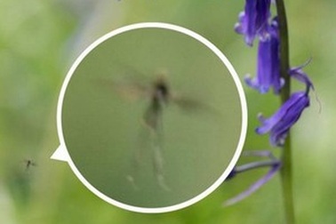 Chụp được hình ảnh nàng tiên tí hon trong cổ tích