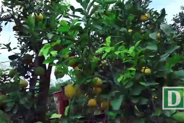 Bưởi Diễn hàng chục triệu “chào sân” Sài Gòn dịp tết