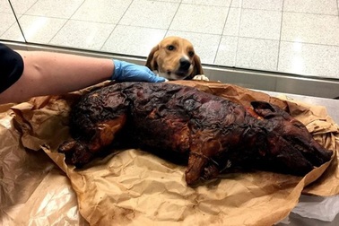 Bất ngờ phát hiện hành khách giấu một con lợn quay trong hành lý