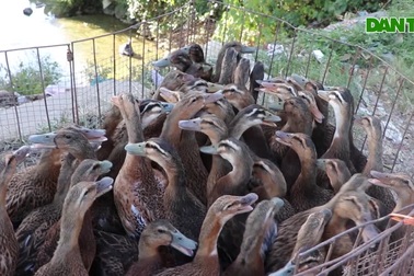 Thịt vịt đắt khách dịp Tết đoan ngọ