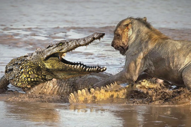 Sư tử sang sông suýt thành mồi ngon cho cá sấu