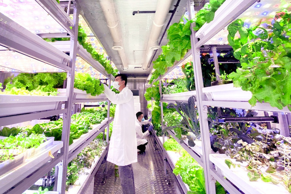 Dốc tiền làm nông dân trồng rau, 2 chàng trai thành công giữa mùa dịch - 2 Dốc tiền làm nông dân trồng rau, 2 chàng trai thành công giữa mùa dịch - 2