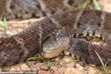 Nọc cực độc của rắn hổ có thể cứu sống con người