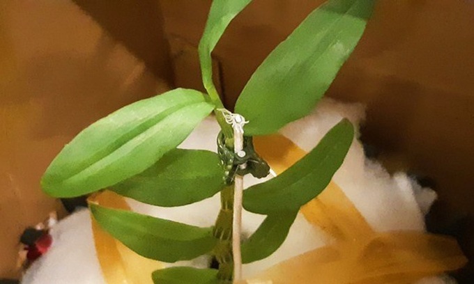 Giò lan như ngọn rau muống 5 tỷ đồng chưa phải là "phi vụ mua bán" khủng nhất, gốc lan "người đẹp Bình Dương" có giá lên đến 10 tỷ đồng - Ảnh 5. Giò lan như ngọn rau muống 5 tỷ đồng chưa phải là "phi vụ mua bán" khủng nhất, gốc lan "người đẹp Bình Dương" có giá lên đến 10 tỷ đồng - Ảnh 5.