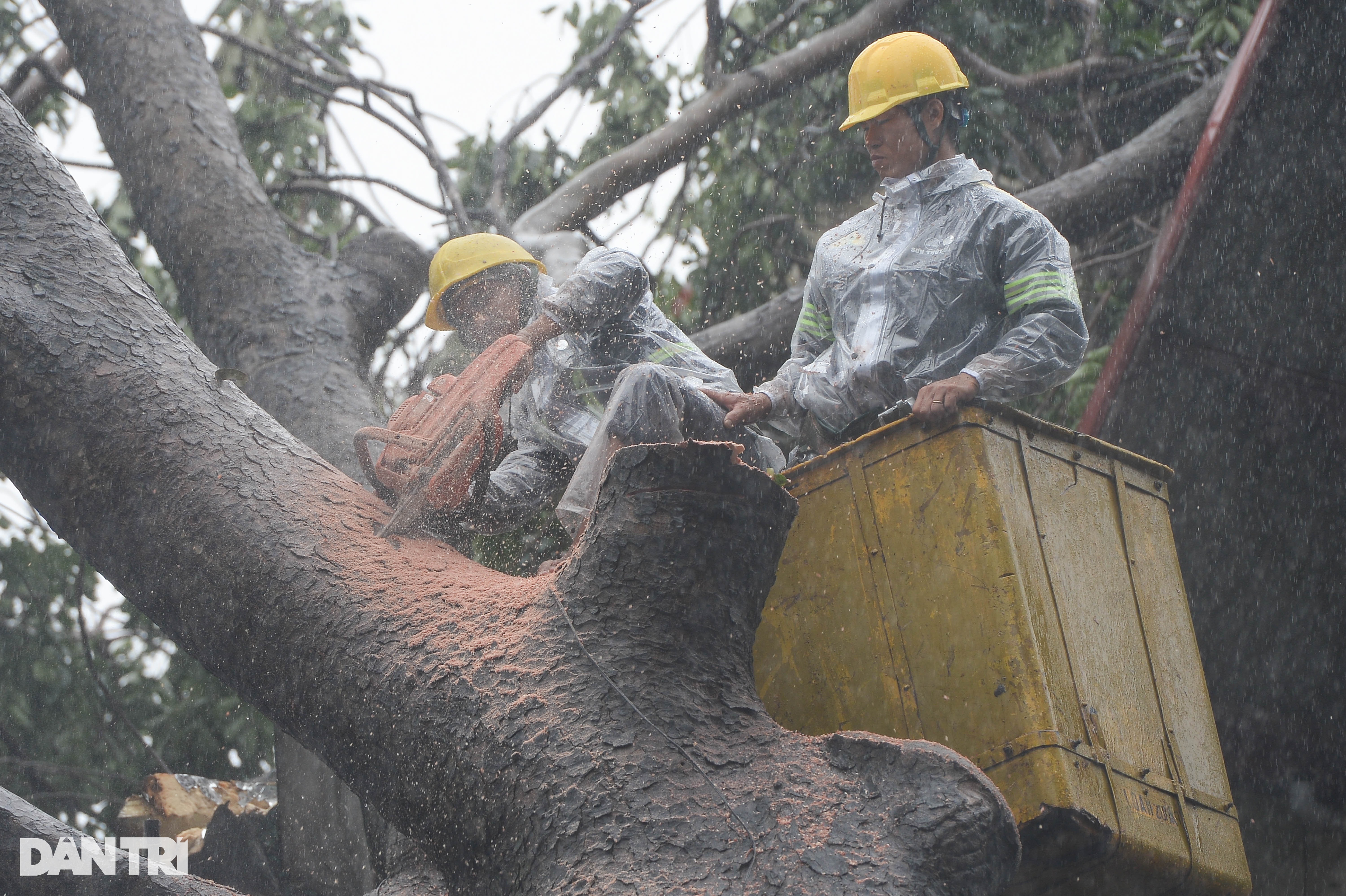 Lực lượng tinh nhuệ TPHCM đội mưa tầm tã dọn dẹp cây xanh tại Hà Nội - 7