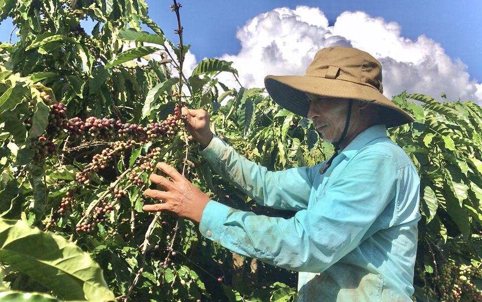 Gia Lai: Nông dân tất bật vào vụ thu hoạch cà phê - 5 Gia Lai: Nông dân tất bật vào vụ thu hoạch cà phê - 5