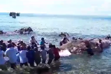 Kéo xác cá Ông dài hơn 13m vào bờ để hỏa táng