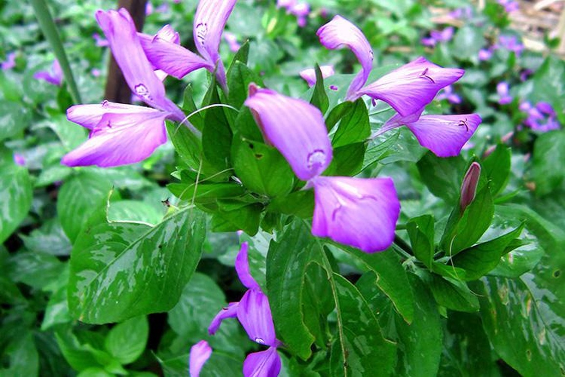 Cây lá cẩm, bí quyết tạo nên món xôi đặc sản ở vùng cao Tây Bắc - 2 Cây lá cẩm, bí quyết tạo nên món xôi đặc sản ở vùng cao Tây Bắc - 2
