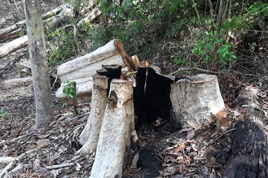 Tạm giữ 7 đối tượng liên quan đến vụ phá rừng quy mô lớn tại huyện Kbang