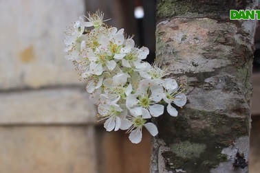 Cành mận rừng trắng muốt xuống phố, "hút" khách sành chơi