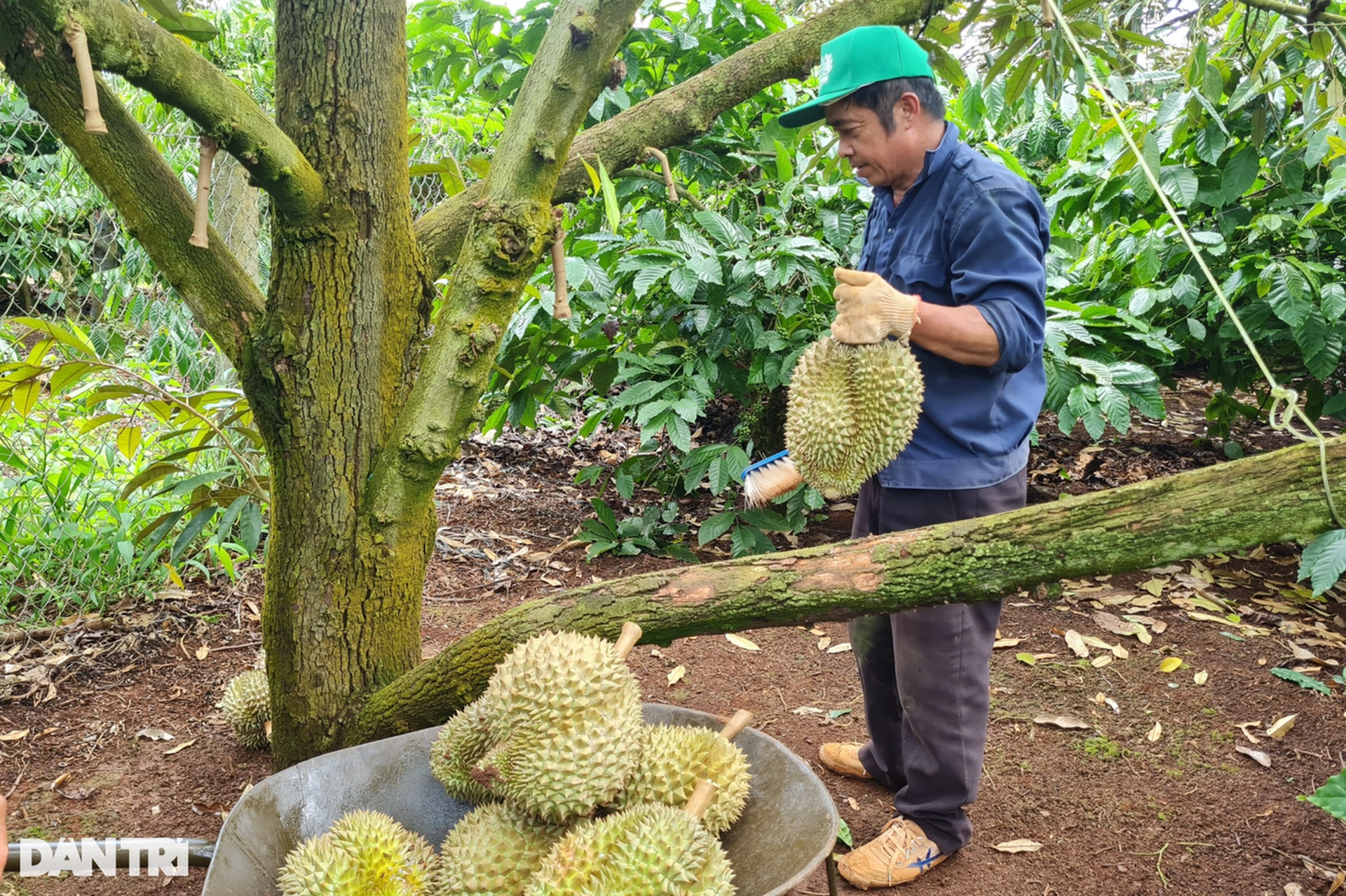 Để sầu riêng phát triển bền vững, giữ ngôi vương trong xuất khẩu rau quả - 4 Để sầu riêng phát triển bền vững, giữ ngôi vương trong xuất khẩu rau quả - 4