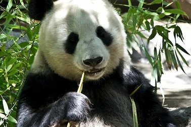 Con gấu trúc già nhất thế giới đã chết