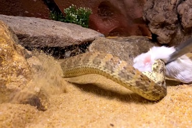 Cận cảnh cú mổ của loài rắn độc tử thần thông thường