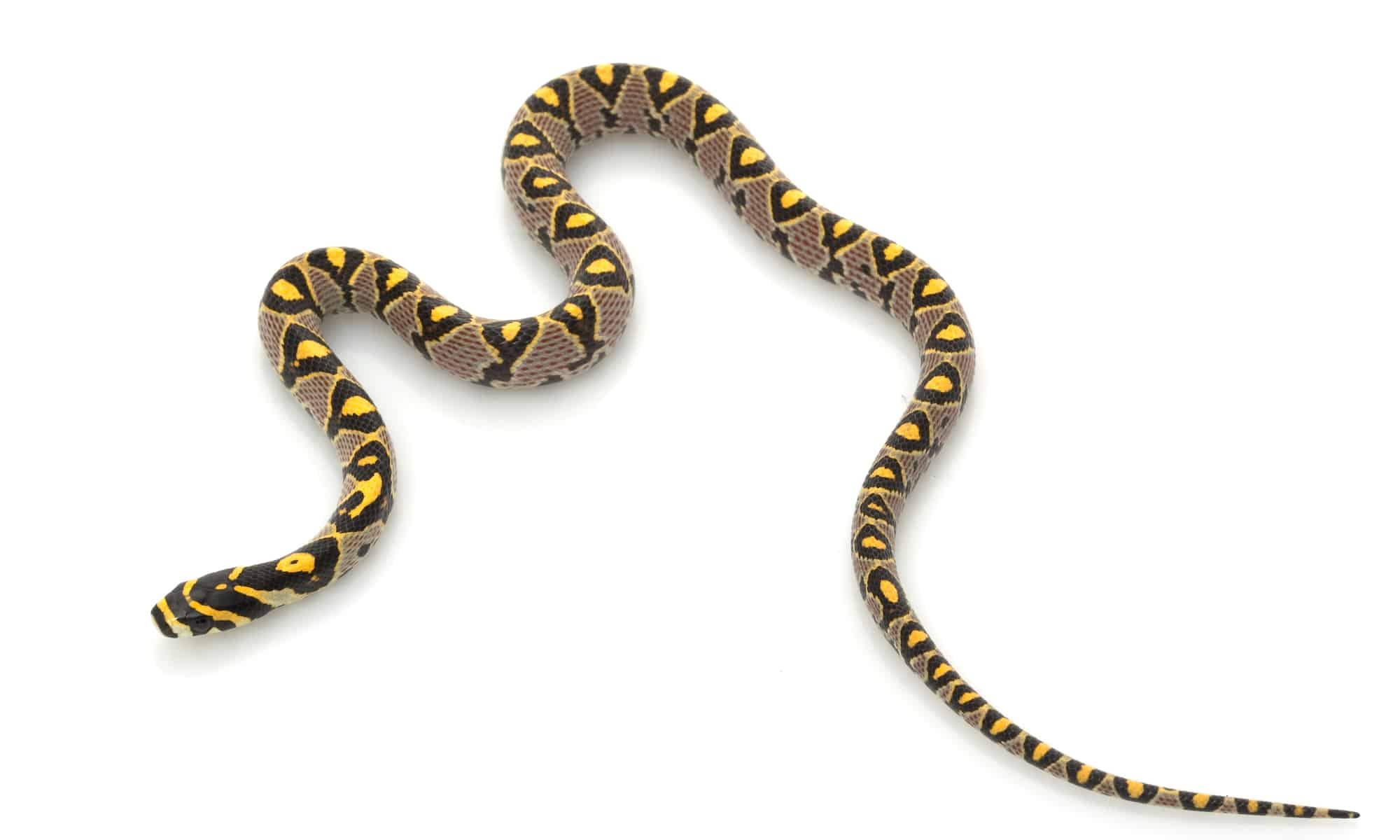 Loài rắn sở hữu họa tiết sặc sỡ và độc đáo tại Việt Nam - 3