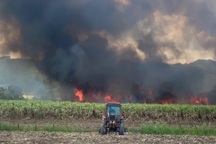 Điều tra nguyên nhân gần 7ha mía đến kỳ thu hoạch bị cháy